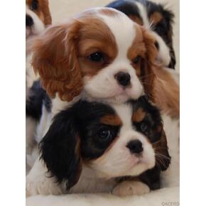 DIY Diamond Painting Cavalier King Charles Spaniel Full Drill Crystal Drawing Kit Bedside Arts Crafts for Home Decoration 12x16 in