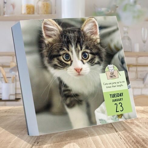 TF PUBLISHING 2024 تقويم سطح المكتب اليومي Cat A Day | تنظيم المنزل والمكتب | أكثر من 300 صفحة سهلة التمزيق بالألوان الكاملة | حامل مرفق من الورق المقوى قابل للطي للمكاتب | 5.25 بوصة × 5.25 بوصة in Kuwait
