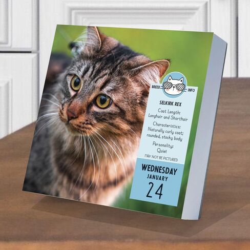 TF PUBLISHING 2024 تقويم سطح المكتب اليومي Cat A Day | تنظيم المنزل والمكتب | أكثر من 300 صفحة سهلة التمزيق بالألوان الكاملة | حامل مرفق من الورق المقوى قابل للطي للمكاتب | 5.25 بوصة × 5.25 بوصة in Kuwait