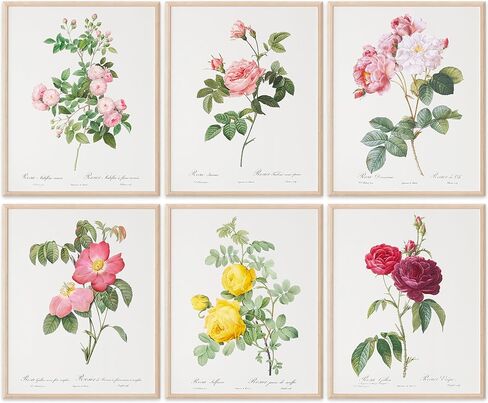 Vintage Roses Wall Art Prints (Set of 6) - Unframed - 8x10s | Botanical Decor - Vintage Sketch Prints - French Country - Flower Aesthetic Room Decor in Kuwait
