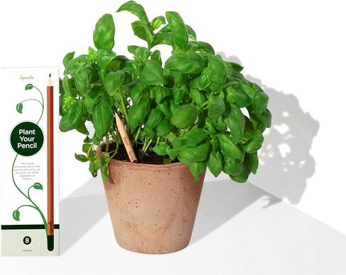 أقلام رصاص بعلبة خشبية | الطبعة الأصلية | أقلام رصاص خشبية قابلة للزراعة من الجرافيت مشحذ مسبقًا من HB مع بذور الزهور والأعشاب والخضروات | هدية مثالية للرسم والرسم والتظليل | 8 عبوات in Kuwait