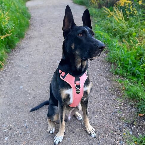 No Pull Dog Harness - Durable Polyester Puppy Harness with Front Anti-Pull Loop, Reflective Strips, and Quick-Release Clips for Small, Medium, and Large Dogs (Forest Green, Medium) in Kuwait