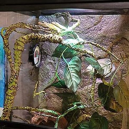 kathson Reptile Plant Succulent,Artificial Plants Aquarium &Terrarium Accessories for Bearded Dragon Crested Leopard Gecko Lizard Chameleon Tortoise Betta Fish Hermit Crab in Kuwait