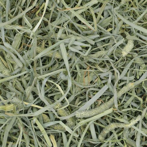Oxbow Prime Cut Soft & Lush Timothy Hay, Premium Hays for Rabbits, Guinea Pigs, and Chinchilla, High-Fiber Hay, Rabbit Dental Health, 20oz in Kuwait