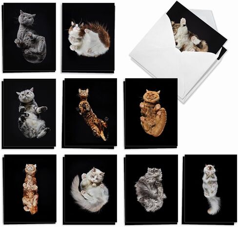 The Best Card Company 20 Assorted Funny Blank Notecards Boxed Set 4 x 5.12 Inch with Envelopes (10 Designs, 2 Each), For Women, Maude Antics AM8594OCB-B2x10 in Kuwait