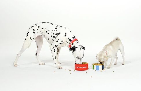 كيت سبيد نيويورك طبق الكلب للطعام والماء ، وعاء من الفولاذ المقاوم للصدأ مع قاعدة غير قابلة للانزلاق ، 2 كوب (16 أوقية) ، وعاء الحيوانات الأليفة الصغيرة والمتوسطة للكلاب ، (النقطة المائية) in Kuwait