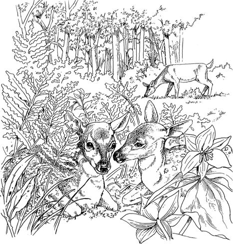 A Walk in the Woods (Dover Nature Coloring Book) in Saudi Arabia