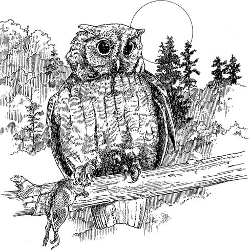 A Walk in the Woods (Dover Nature Coloring Book) in Saudi Arabia