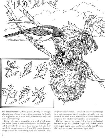 A Walk in the Woods (Dover Nature Coloring Book) in Saudi Arabia