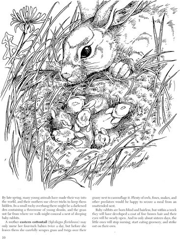 A Walk in the Woods (Dover Nature Coloring Book) in Saudi Arabia