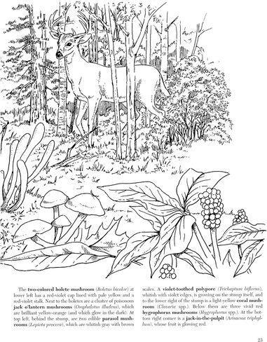 A Walk in the Woods (Dover Nature Coloring Book) in Saudi Arabia