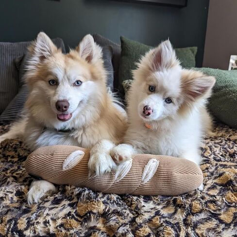 Dog Plush Squeaky Toy, Interactive Bagel Shape Puppy Snuffle Toys, Cute Dog Puzzle Enrichment Toy Treat Puzzle for Small and Medium Dogs in Saudi Arabia