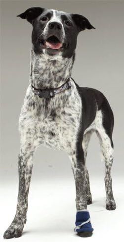 حذاء طبي للكلاب من Healers Petcare، وحدة واحدة - أزرق، مقاس XL in Kuwait