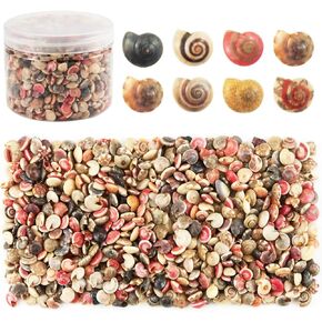 500 قطعة من أصداف البحر الصغيرة المختلطة على شكل محارة شاطئ المحيط لتزيين المنزل، وحفلات الشاطئ، وصناعة الشموع، والحرف اليدوية، وخزان الأسماك وحشو المزهرية (6-8 مم) in Kuwait