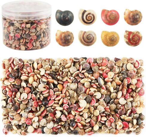 500 قطعة من أصداف البحر الصغيرة المختلطة على شكل محارة شاطئ المحيط لتزيين المنزل، وحفلات الشاطئ، وصناعة الشموع، والحرف اليدوية، وخزان الأسماك وحشو المزهرية (6-8 مم) in Kuwait