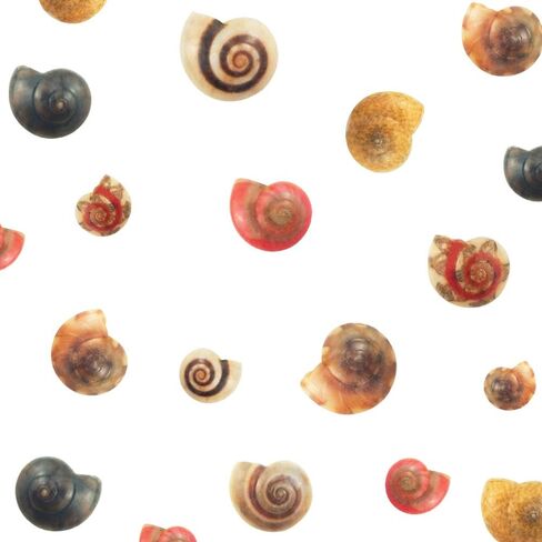 500 قطعة من أصداف البحر الصغيرة المختلطة على شكل محارة شاطئ المحيط لتزيين المنزل، وحفلات الشاطئ، وصناعة الشموع، والحرف اليدوية، وخزان الأسماك وحشو المزهرية (6-8 مم) in Kuwait