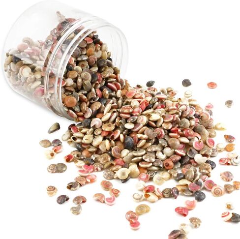 500 قطعة من أصداف البحر الصغيرة المختلطة على شكل محارة شاطئ المحيط لتزيين المنزل، وحفلات الشاطئ، وصناعة الشموع، والحرف اليدوية، وخزان الأسماك وحشو المزهرية (6-8 مم) in Kuwait