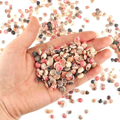 500 قطعة من أصداف البحر الصغيرة المختلطة على شكل محارة شاطئ المحيط لتزيين المنزل، وحفلات الشاطئ، وصناعة الشموع، والحرف اليدوية، وخزان الأسماك وحشو المزهرية (6-8 مم) in Kuwait