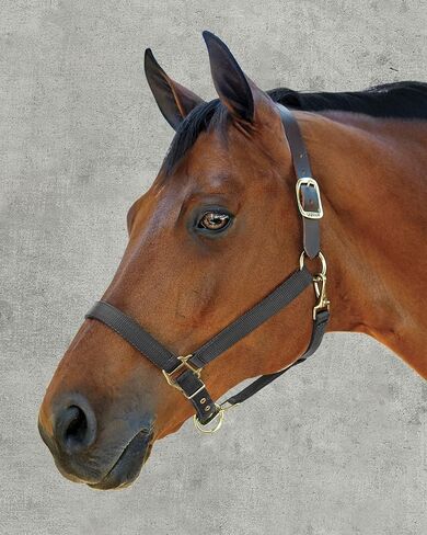 Dover Saddlery DS - Heavy Nylon Breakaway Halter in Saudi Arabia