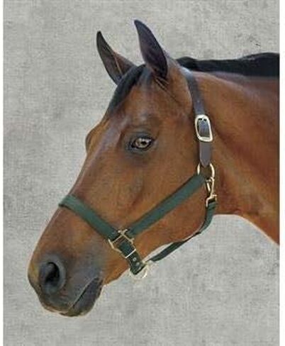 Dover Saddlery DS - Heavy Nylon Breakaway Halter in Saudi Arabia