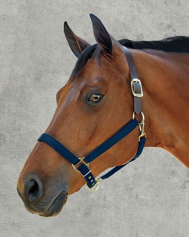 Dover Saddlery DS - Heavy Nylon Breakaway Halter in Saudi Arabia