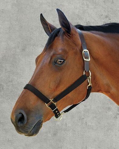 Dover Saddlery DS - Heavy Nylon Breakaway Halter in Saudi Arabia