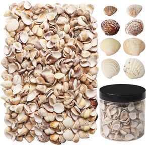 400 PCS Small Sea Shells for Decorating Tiny Sea Shells Natural Seashells for Home Decorations Crafting Fish Tank Vase Fillers Beach Theme Party Wedding Home Decorations DIY