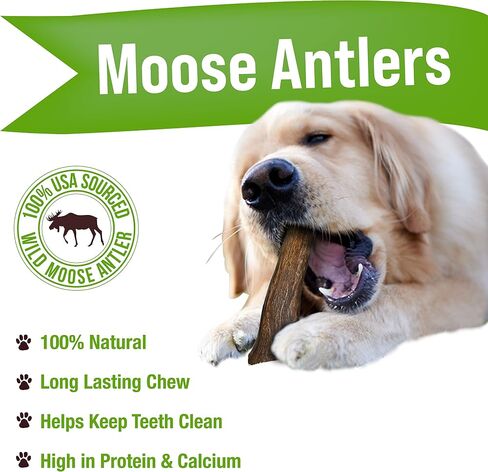 Buck Bone Organics Gluten Free, Long Lasting Moose Antler Bone Dog Chew Treats for Play & Everyday- Premium, Grade A, Naturally Sourced in The USA, Stain & Odor Free in Saudi Arabia