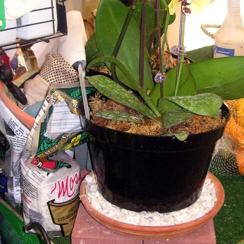 Mosser Lee ML2181H ML2181 River Pebbles, 5 lb in Kuwait