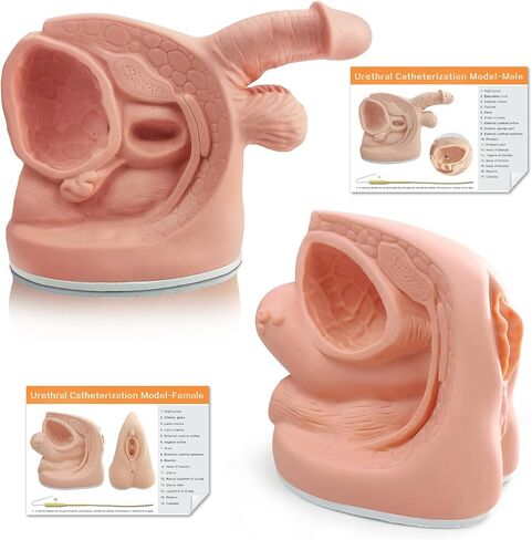 Female Catheterization Model Internal and External Genital Anatomy Model for Clinical Teaching and Medical Education Training Practice, 1 Piece in Kuwait