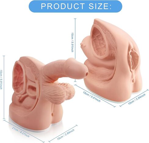 Female Catheterization Model Internal and External Genital Anatomy Model for Clinical Teaching and Medical Education Training Practice, 1 Piece in Kuwait