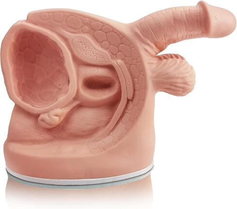 Female Catheterization Model Internal and External Genital Anatomy Model for Clinical Teaching and Medical Education Training Practice, 1 Piece in Kuwait