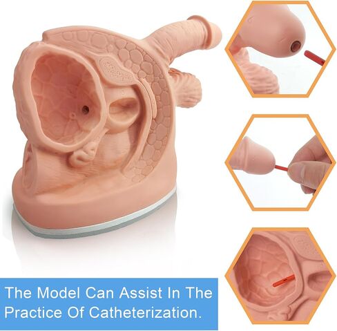 Female Catheterization Model Internal and External Genital Anatomy Model for Clinical Teaching and Medical Education Training Practice, 1 Piece in Kuwait