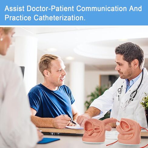 Female Catheterization Model Internal and External Genital Anatomy Model for Clinical Teaching and Medical Education Training Practice, 1 Piece in Kuwait