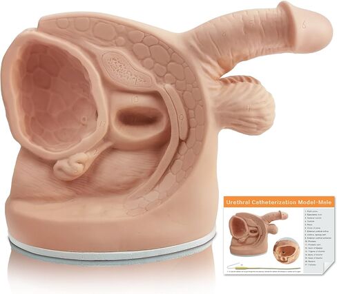 Female Catheterization Model Internal and External Genital Anatomy Model for Clinical Teaching and Medical Education Training Practice, 1 Piece in Kuwait
