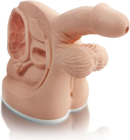 Female Catheterization Model Internal and External Genital Anatomy Model for Clinical Teaching and Medical Education Training Practice, 1 Piece in Kuwait