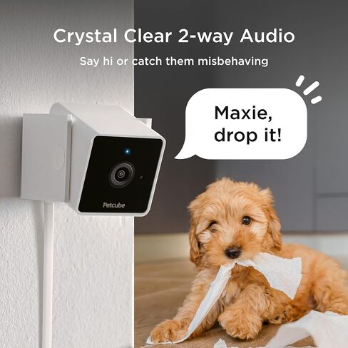 Petcube Cam The Pack of 2 | Indoor Wi-Fi Pet Security Camera with Phone App, 2-Way Audio and Video, Night Vision, 1080p HD Video and Smart Alerts in Kuwait