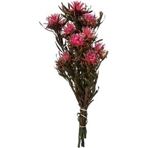 Vickerman 8-20" Natural Plumosum, Female, 8 Flower Heads per Bundle, Preserved