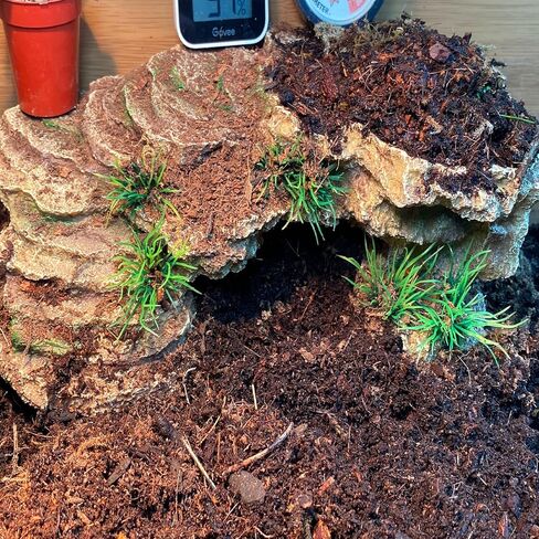 kathson Turtle Basking Platform with Suction Cup Tortoise Climbing Rest Terrace Resin Step Decoration Reptile Habitat Rock Decor for Frogs,Lizards,Geckos,Bearded Dragon-L in Saudi Arabia