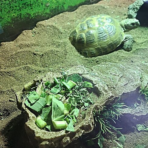 kathson Turtle Basking Platform with Suction Cup Tortoise Climbing Rest Terrace Resin Step Decoration Reptile Habitat Rock Decor for Frogs,Lizards,Geckos,Bearded Dragon-L in Saudi Arabia
