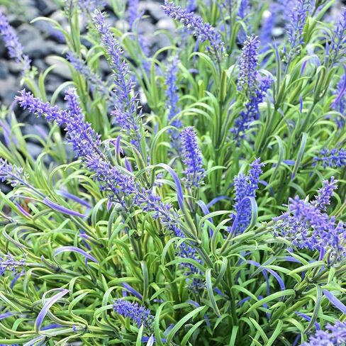 alyptus نباتات صناعية مقاومة للأشعة فوق البنفسجية في الهواء الطلق 16 حزمة من السرخس المزيفة والأوراق الخضراء والخضرة الصناعية، والزهور البلاستيكية للشرفة الأمامية في الهواء الطلق، والفناء، والمزارعين، والديكور، وديكورات الحديقة (السرخس) in Kuwait