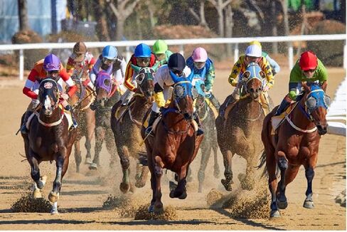 محصول ركوب الخيل لعمود الألياف الزجاجية للحصان مع صفع مزدوج من الجلد in Kuwait