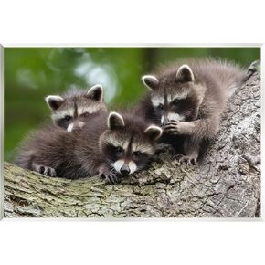 Stupell Industries Raccoon Babies in Tree Wall Plaque Art by Jan Piecha