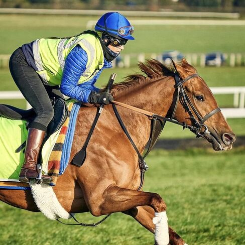 سوط حصان HR Farm-18 بوصة مع جلد البولي يوريثان، سوط حصان الفروسية، سوط حصان مزدوج، محاصيل سوداء لركوب الخيل in Kuwait