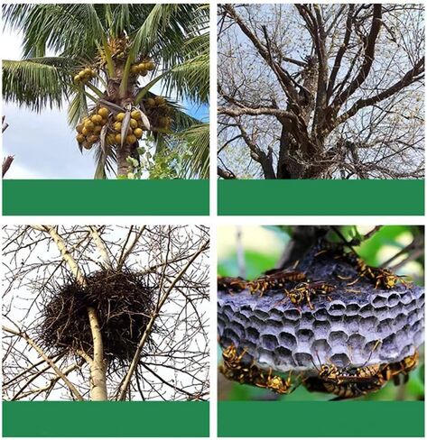 Tree Climbing Spikes Set, 304 Stainless Steel Adjustable Tree Climbing Spike 2 Gears and Non-Slip Pedal Trees, Picking Fruit in Saudi Arabia