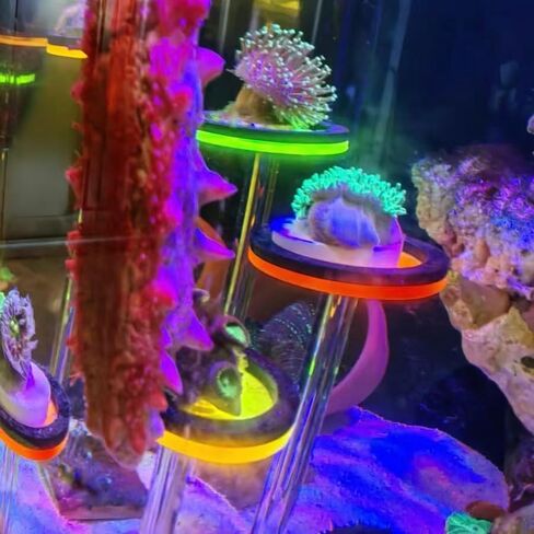 4 Pack Single frag Plugs to Hold Coral frag with 4 pcs T-Shaped Coral Bases in Saudi Arabia