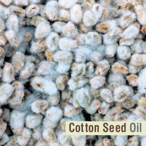 Ridge Gourd (Lufa Acutangula) Carrier Oil 100% Pure & Natural - Undiluted Uncut Cold Pressed Oil - Therapeutic Grade - 100 ML in Saudi Arabia