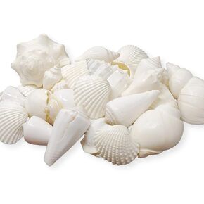 Mix of White Seashells - Set includes 1 Pound White Shells up to 3 inches - Home Decor, Vase Filler, Wedding Centerpiece, Christmas, Craft, Candle Making-Sea Shell Mix