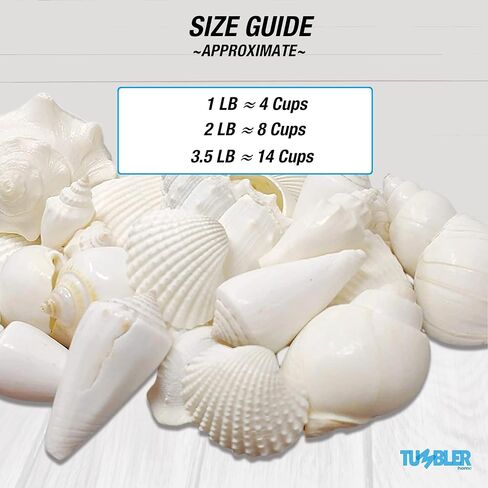 Mix of White Seashells - Set includes 1 Pound White Shells up to 3 inches - Home Decor, Vase Filler, Wedding Centerpiece, Christmas, Craft, Candle Making-Sea Shell Mix in Saudi Arabia