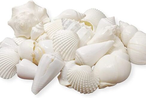 Mix of White Seashells - Set includes 1 Pound White Shells up to 3 inches - Home Decor, Vase Filler, Wedding Centerpiece, Christmas, Craft, Candle Making-Sea Shell Mix in Saudi Arabia